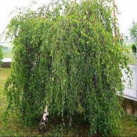 Beržas himalajinis (Betula utilis) 'Long Trunk'